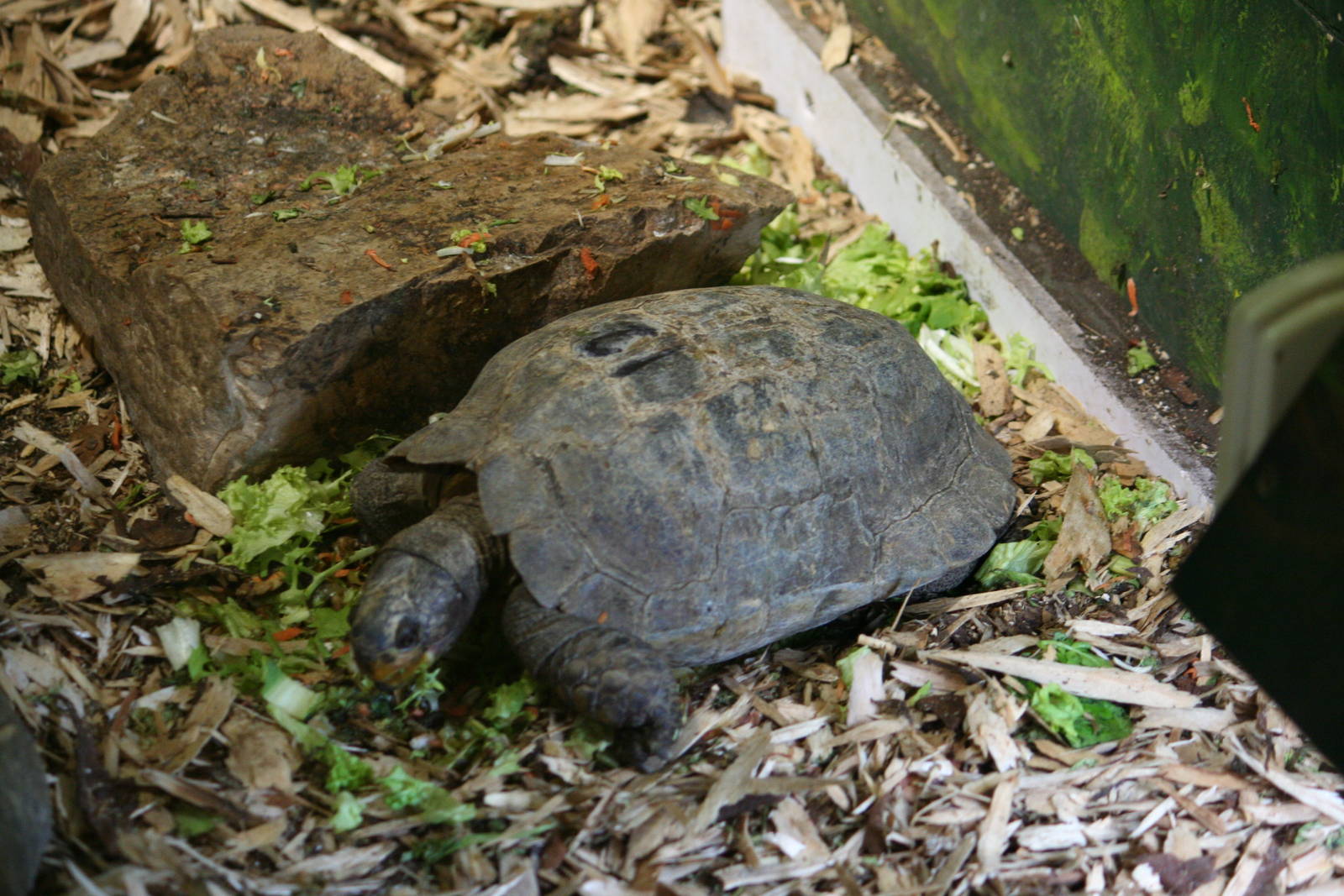 Red-necked pond turtle