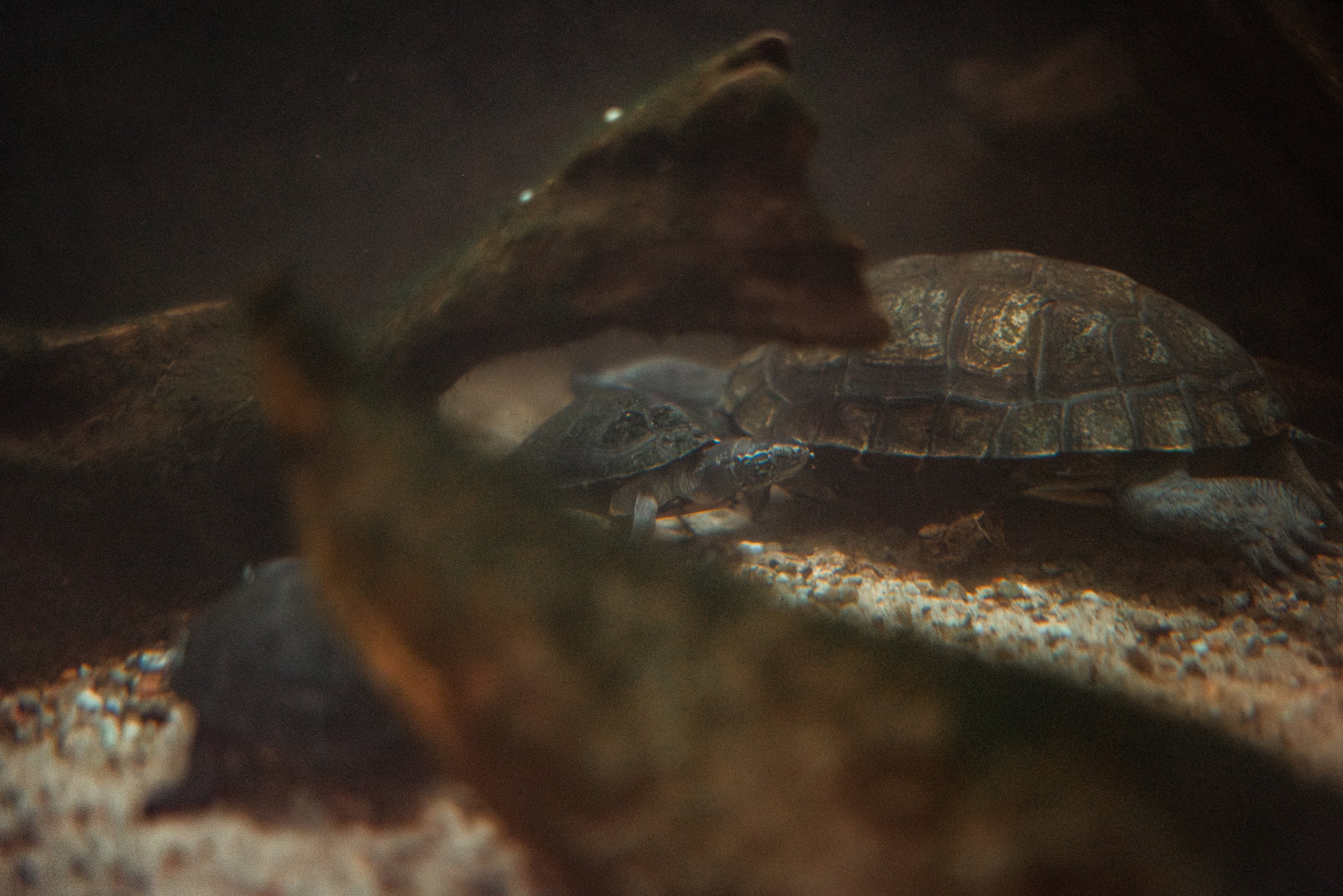 Red-necked pond turtle