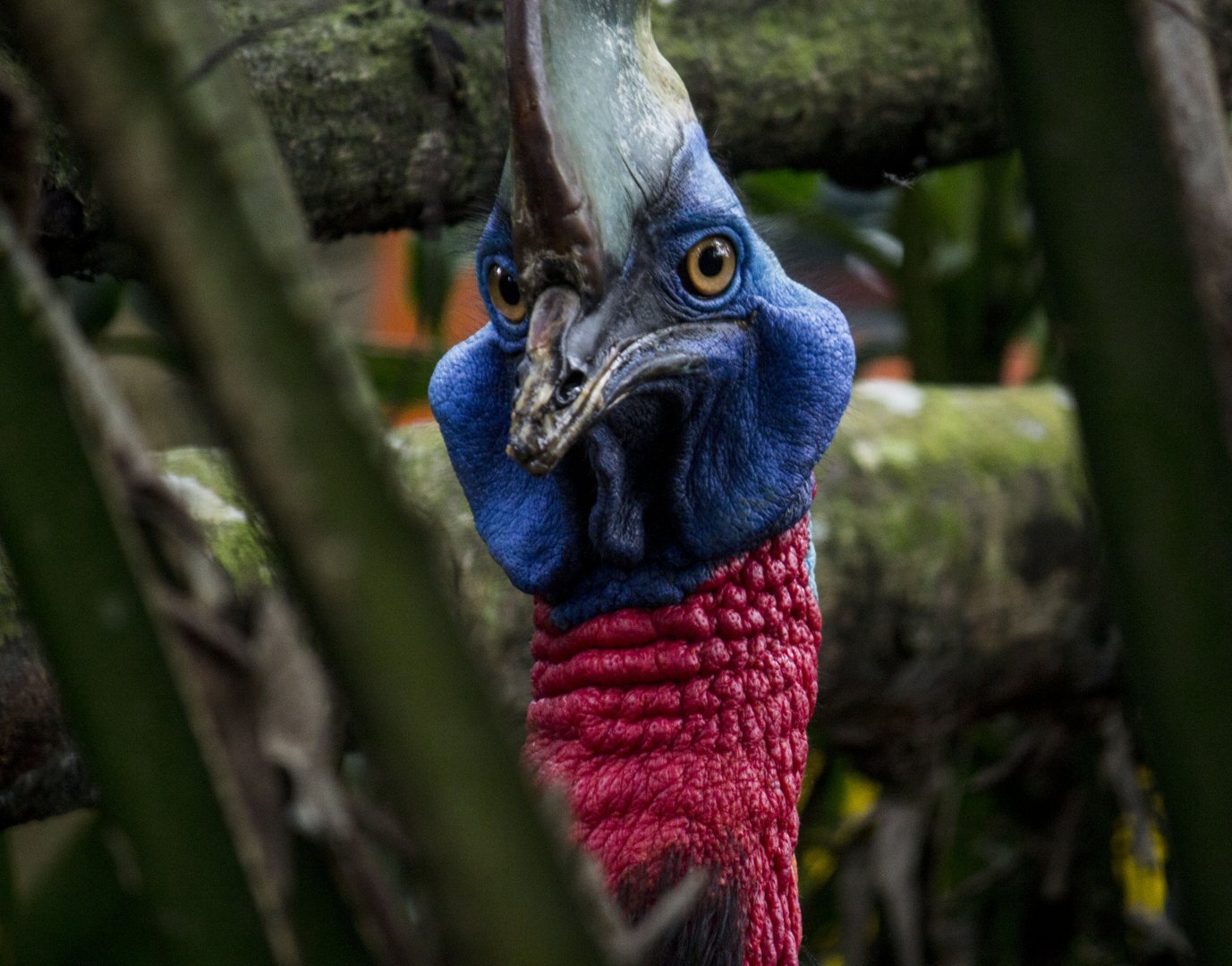 Red-necked single-wattled cassowary, Casuarius unappendiculatus rufotinctus