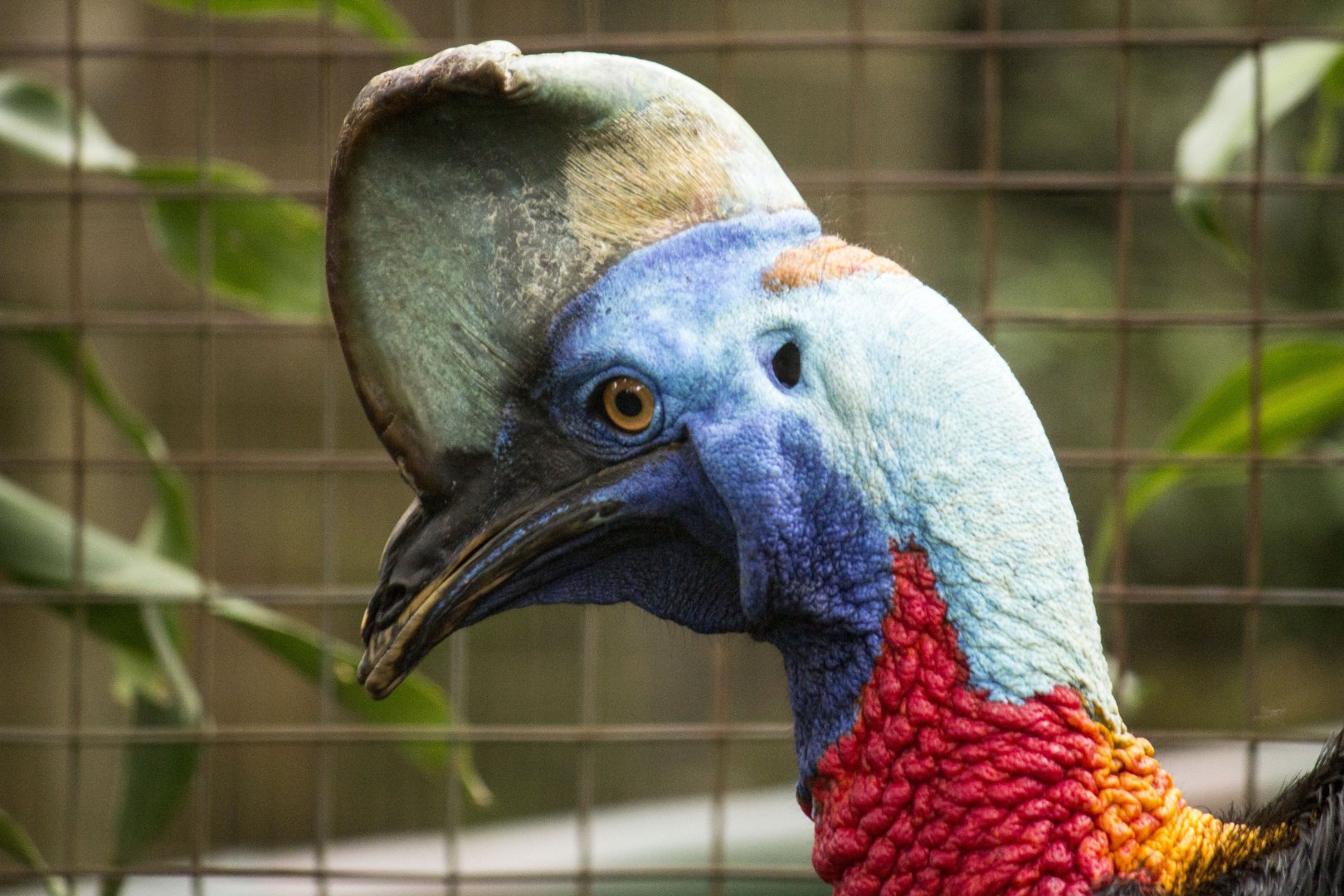 Red-necked single-wattled cassowary, Casuarius unappendiculatus rufotinctus