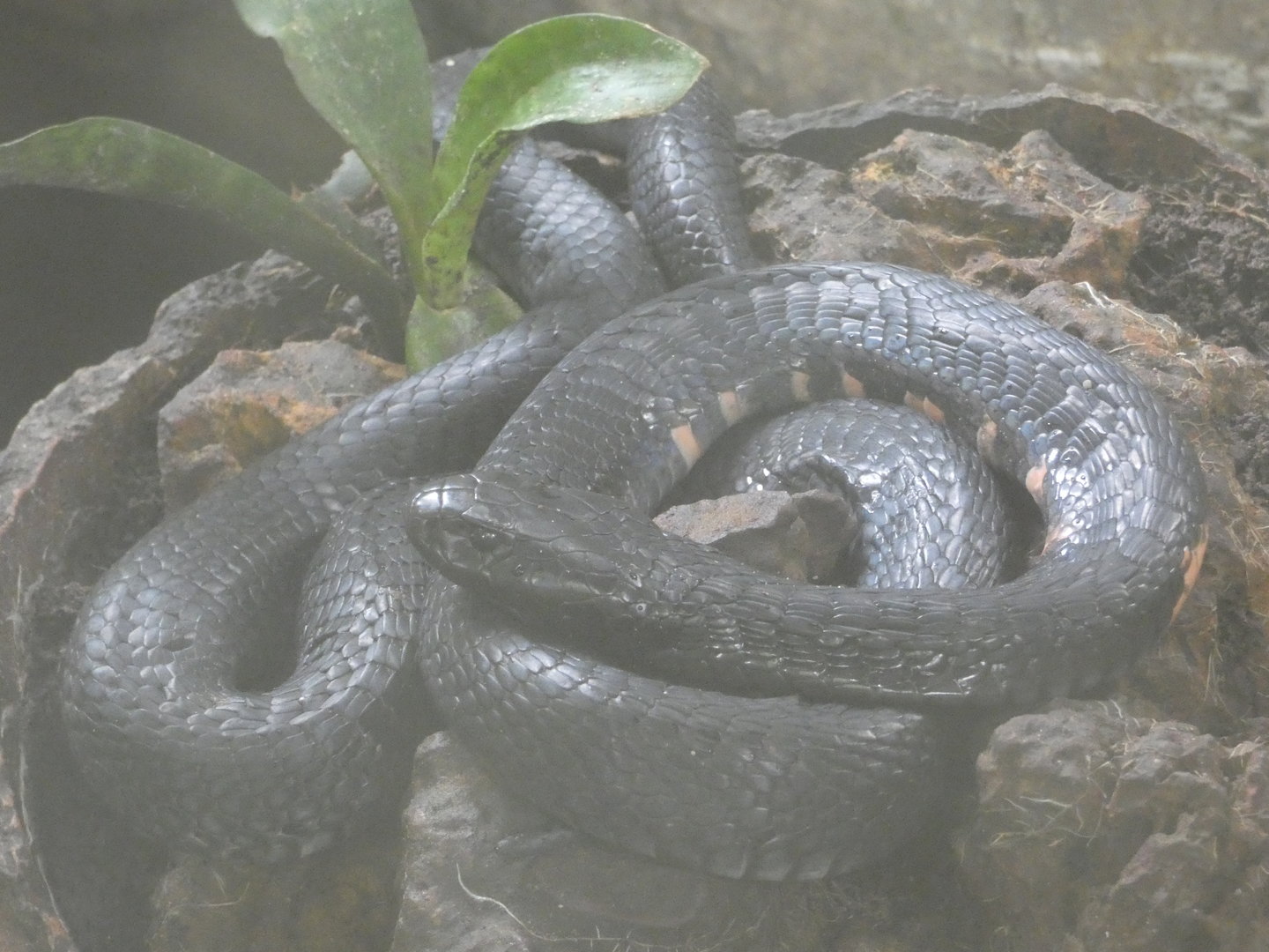 Red-necked spitting cobra