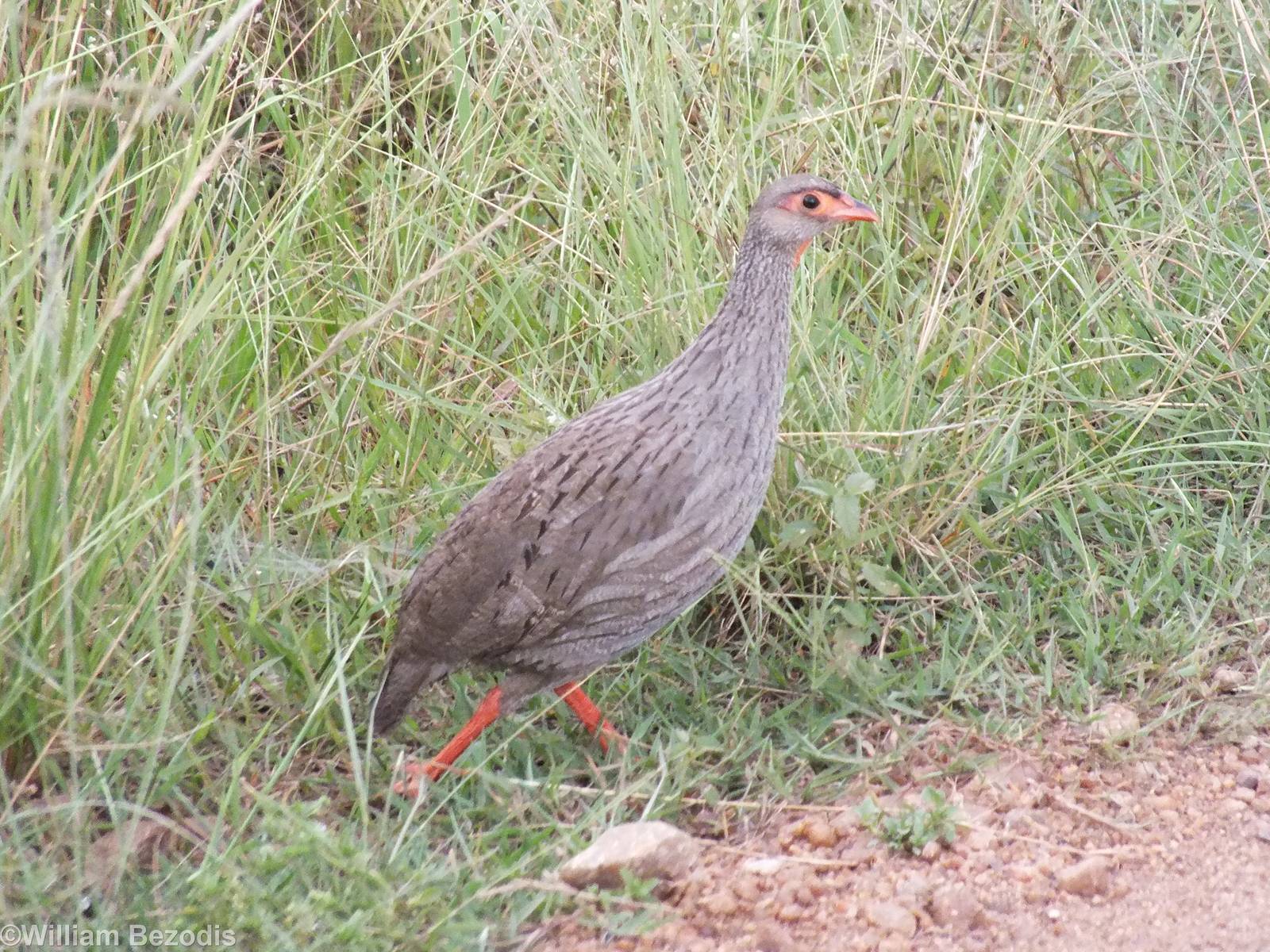 Red-necked Spurfowl - Maasai Mara