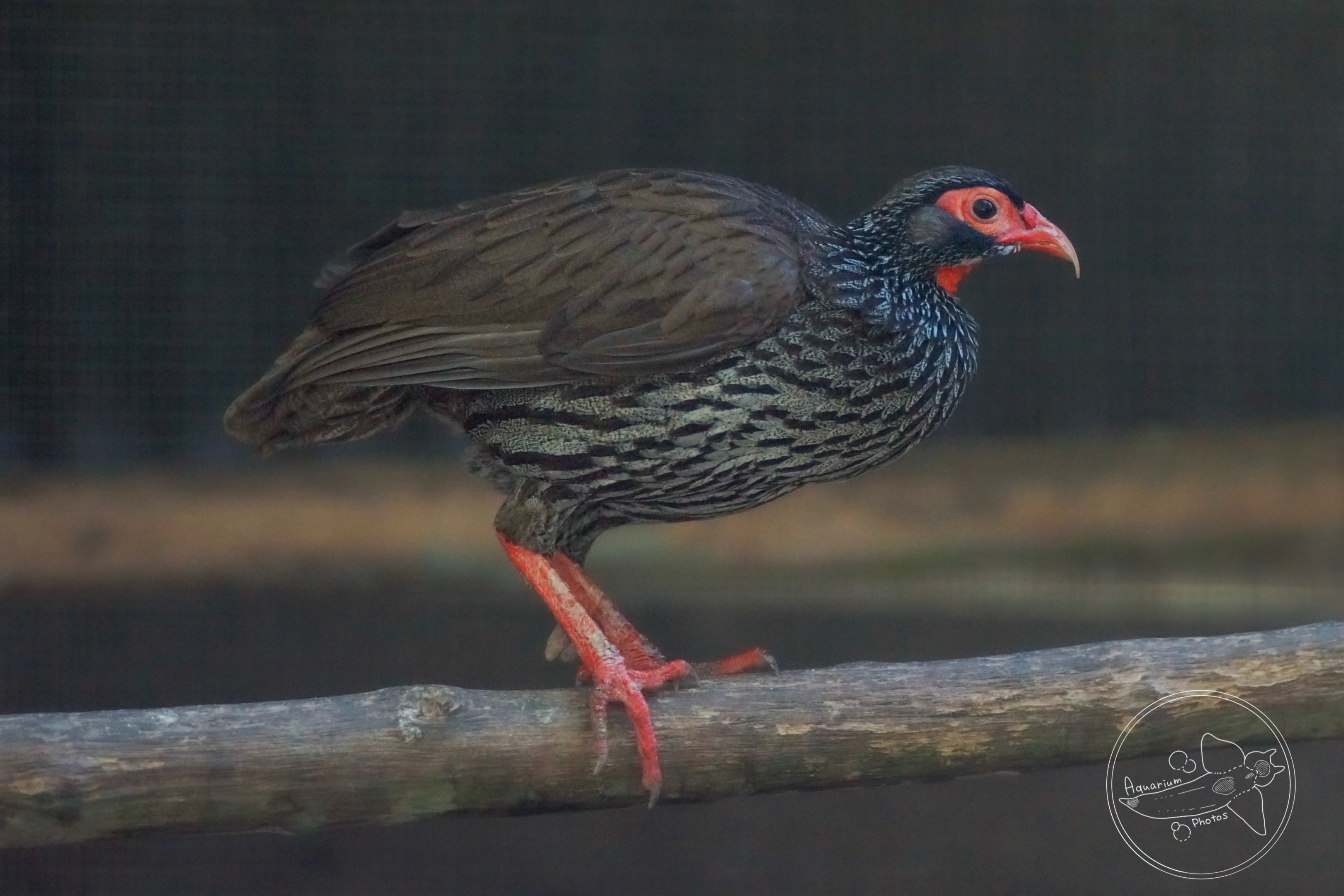 Red-necked Spurfowl (Pternistis afer)