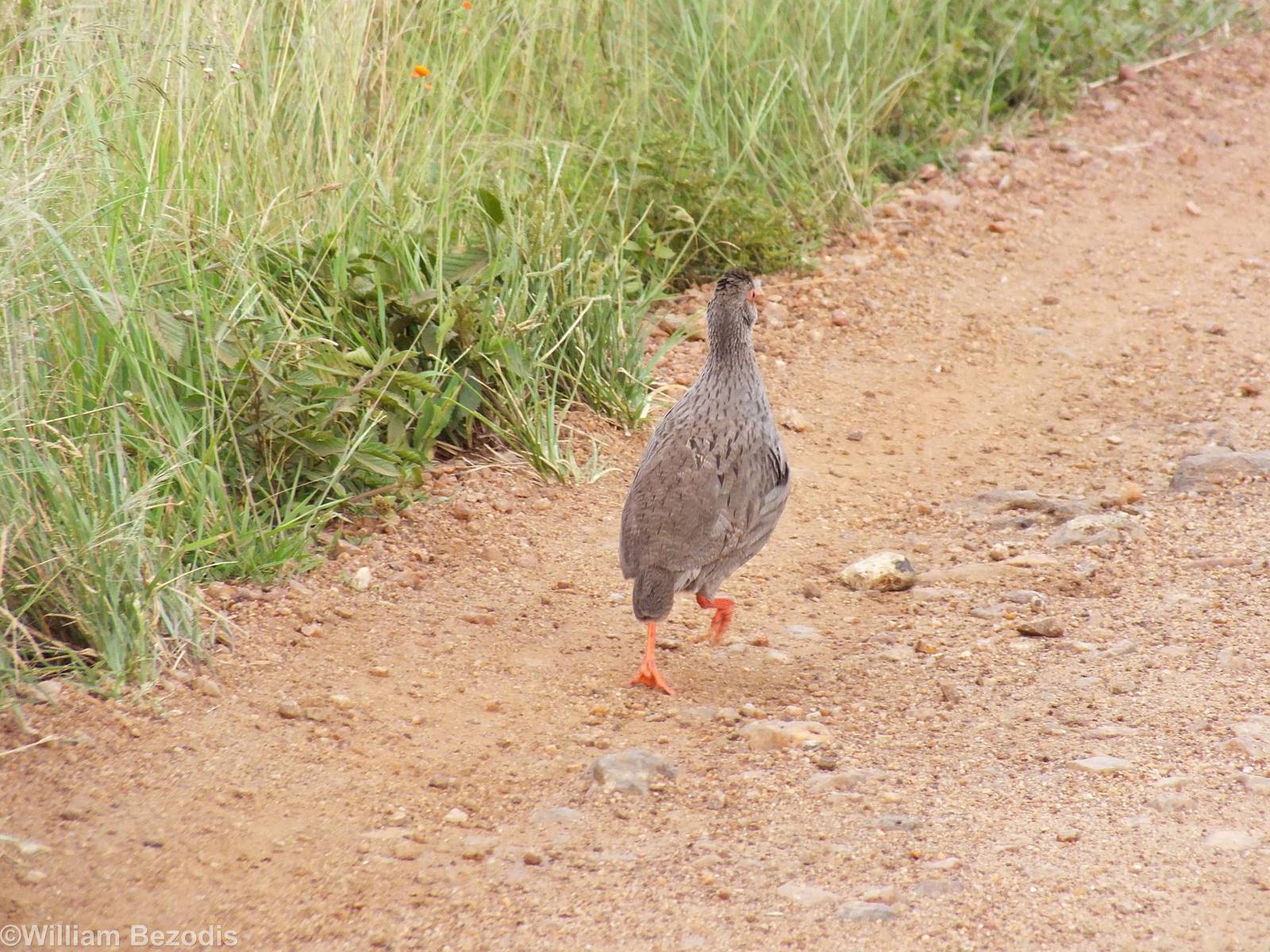Red-necked Spurfowl Running Along the Road - Maasai Mara