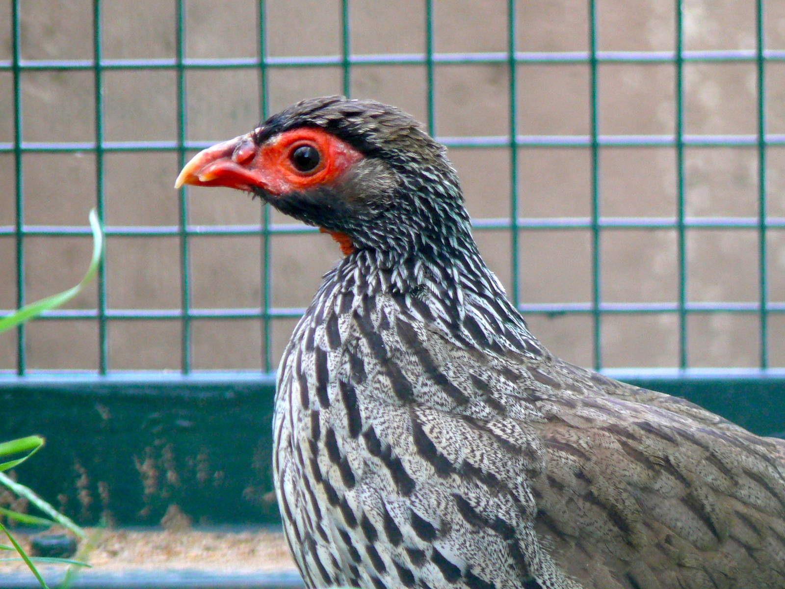 red-necked spurfowl