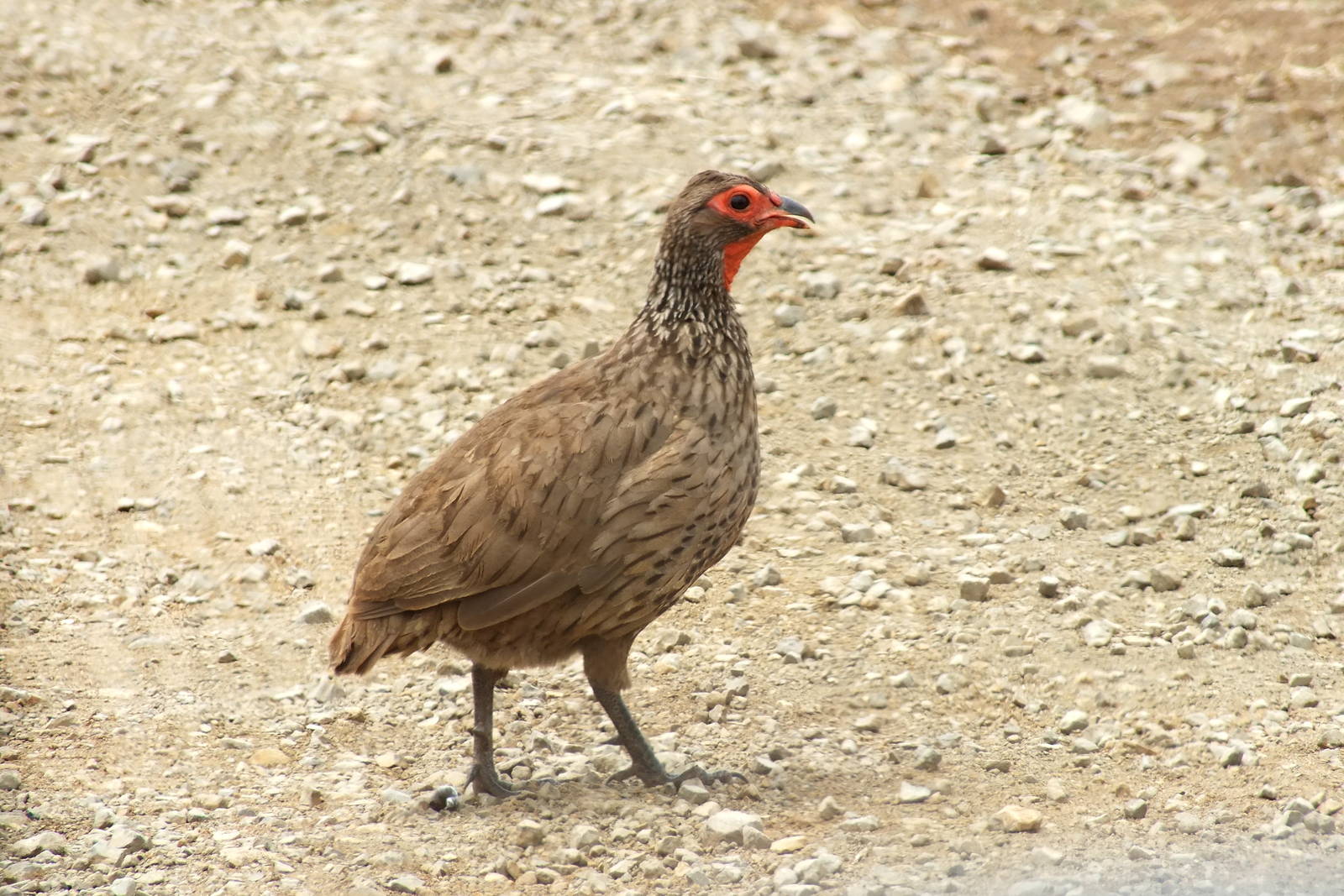 Red-necked Spurfowl