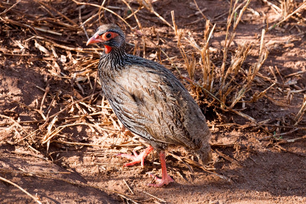 Red-necked Spurfowl