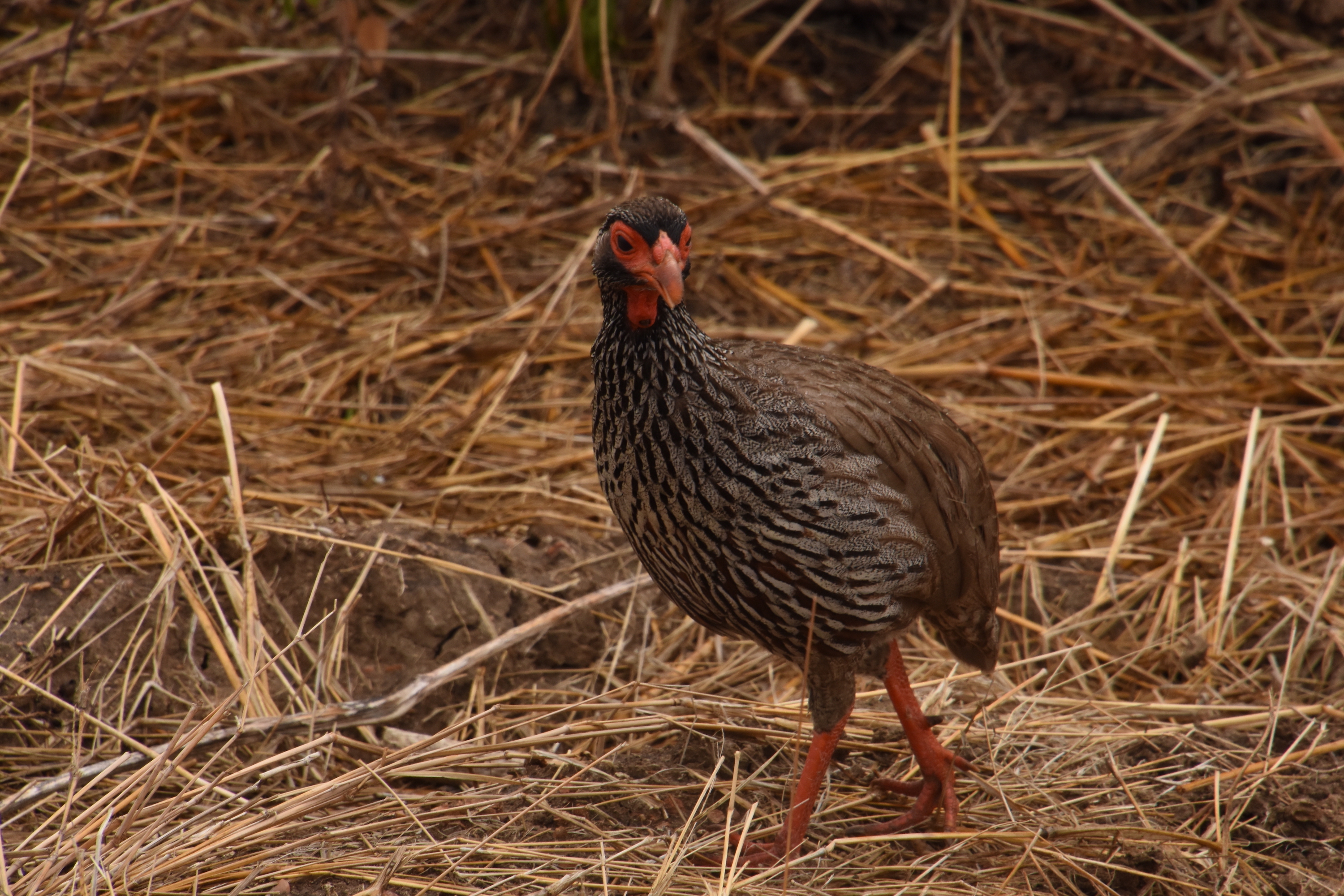 Red-necked spurfowl