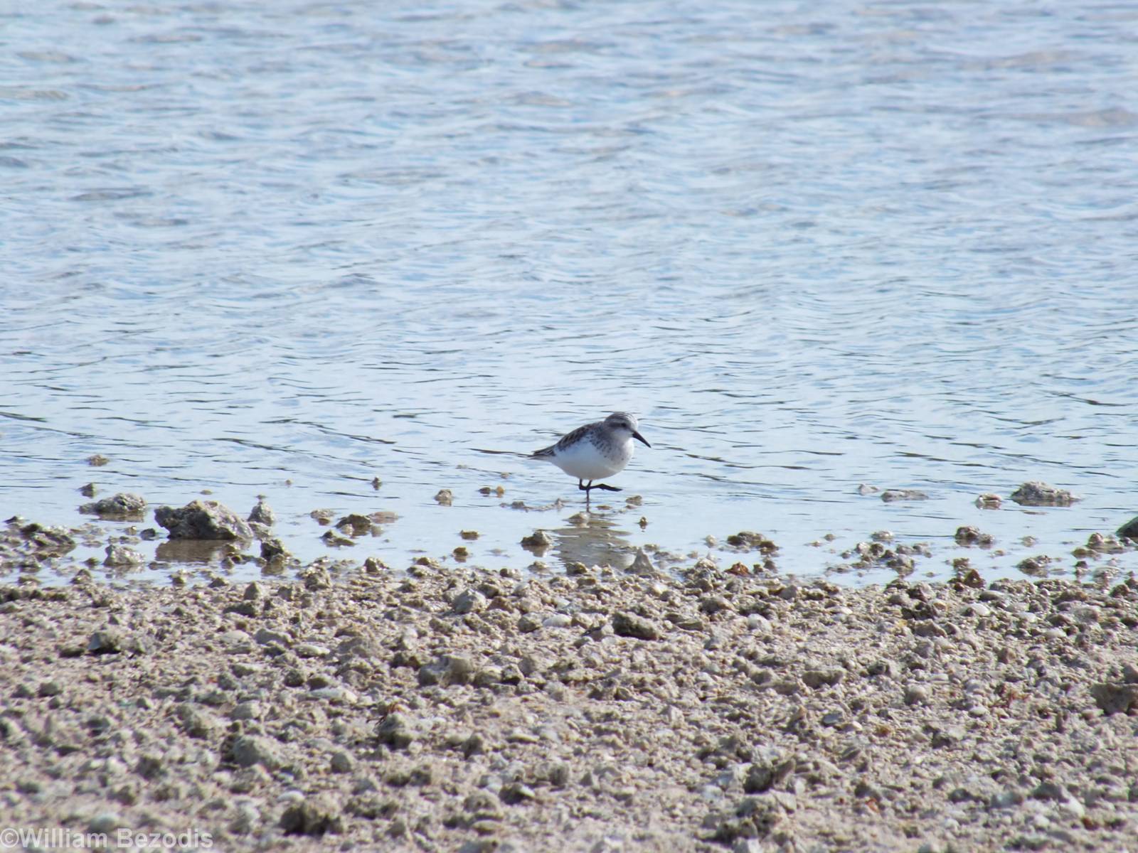 Red-necked Stint