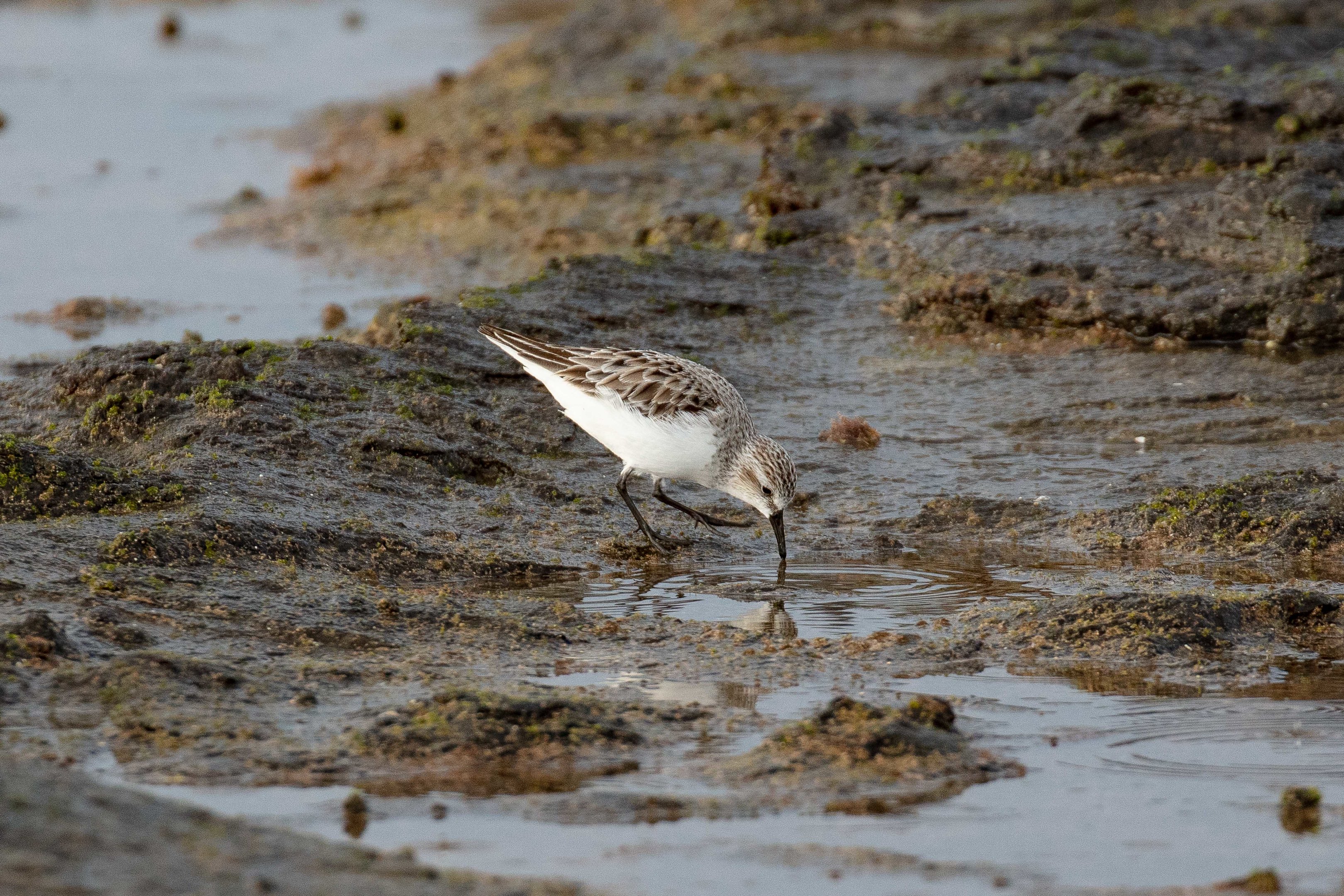 Red-necked Stint
