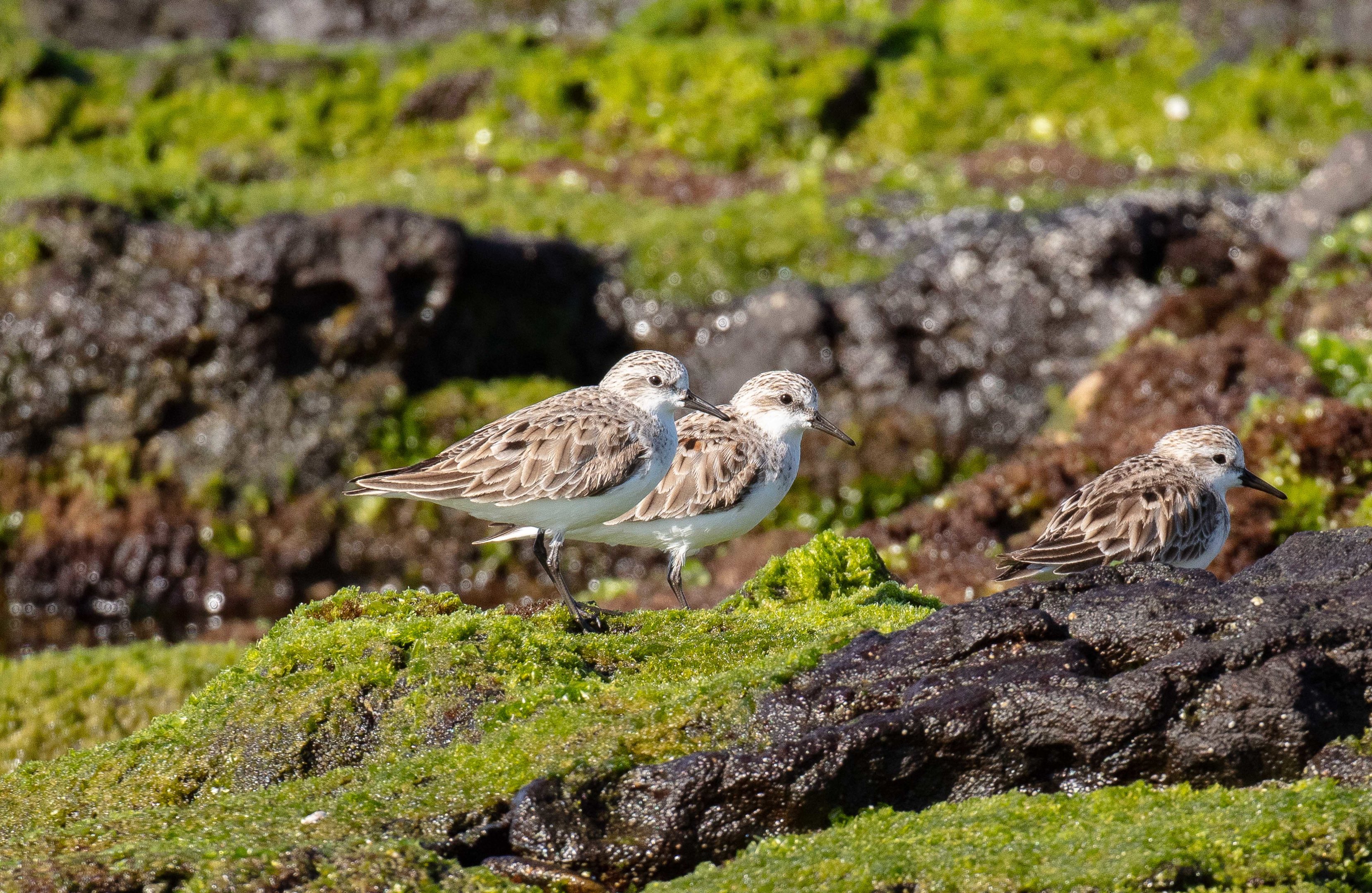 Red-necked Stint