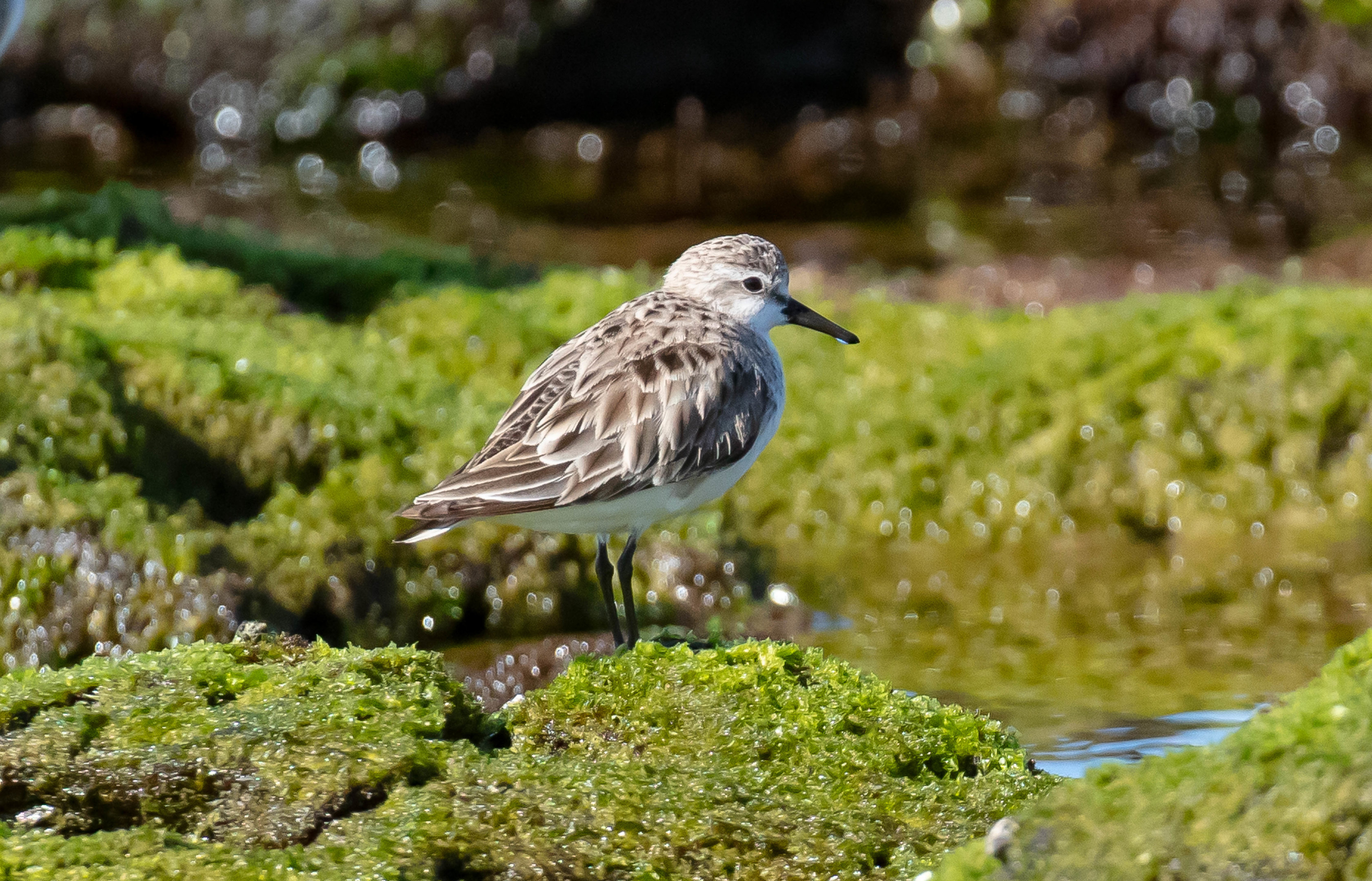 Red-necked Stint