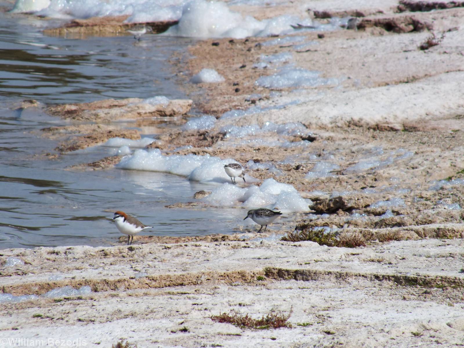 Red-necked Stints and Red-capped Plovers