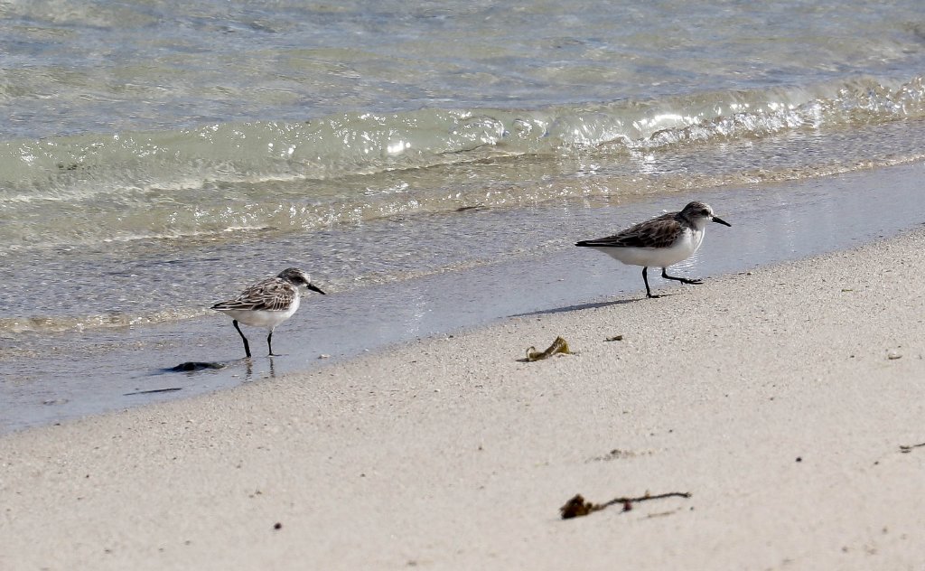 Red-necked Stints