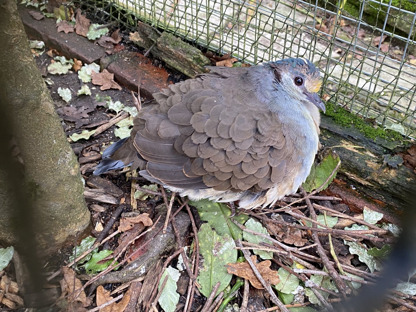 Red-necked Sulawesi ground-dove 061121