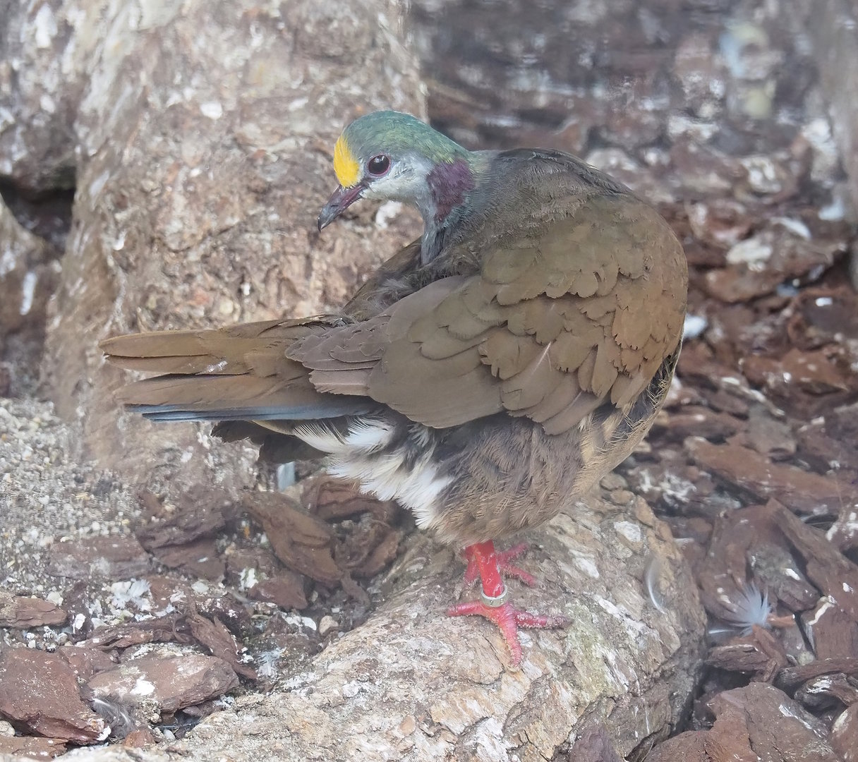 Red-necked Sulawesi ground-dove (Gallicolumba tristigmata bimaculata), 2022-08-28