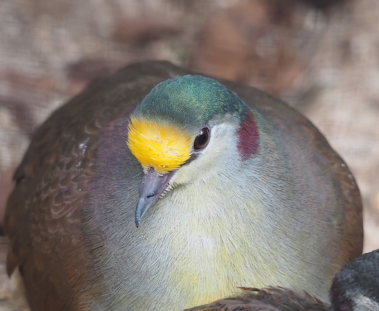 Red-necked Sulawesi ground-dove (Gallicolumba tristigmata bimaculata), 2022-08-28