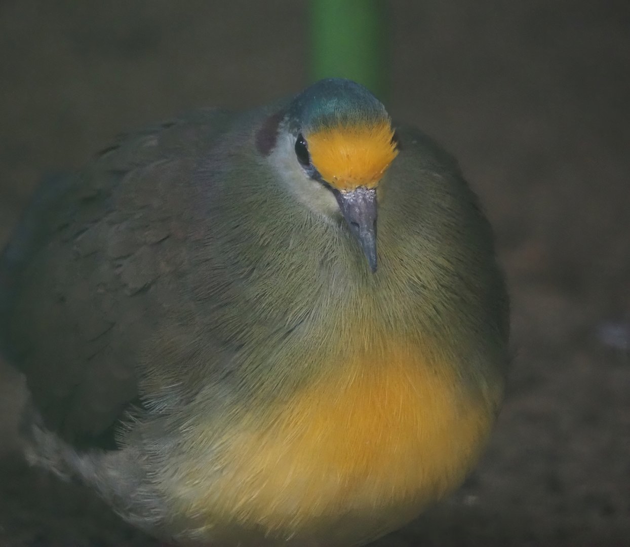 Red-necked Sulawesi ground-dove (Gallicolumba tristigmata bimaculata), 2024-05-22