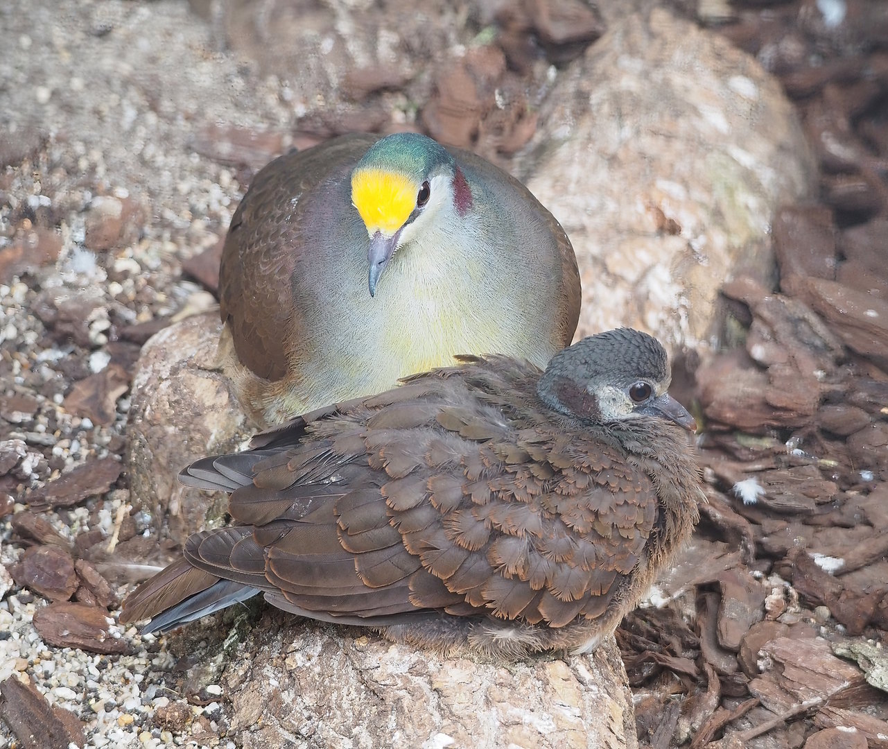 Red-necked Sulawesi ground-dove (Gallicolumba tristigmata bimaculata) with juvenile, 2022-08-28