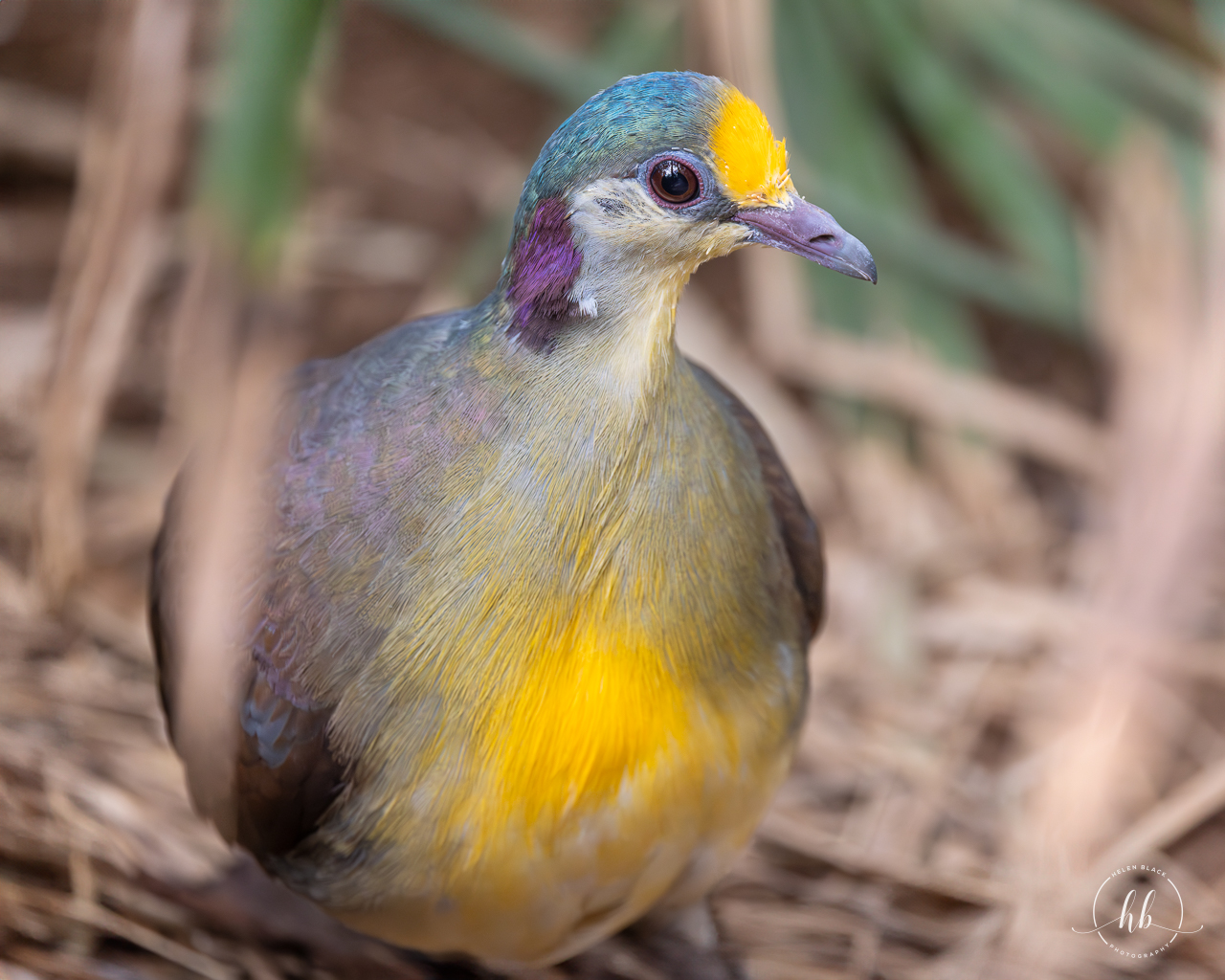 Red-necked Sulawesi Ground Dove / Thrigby - 11-4-24