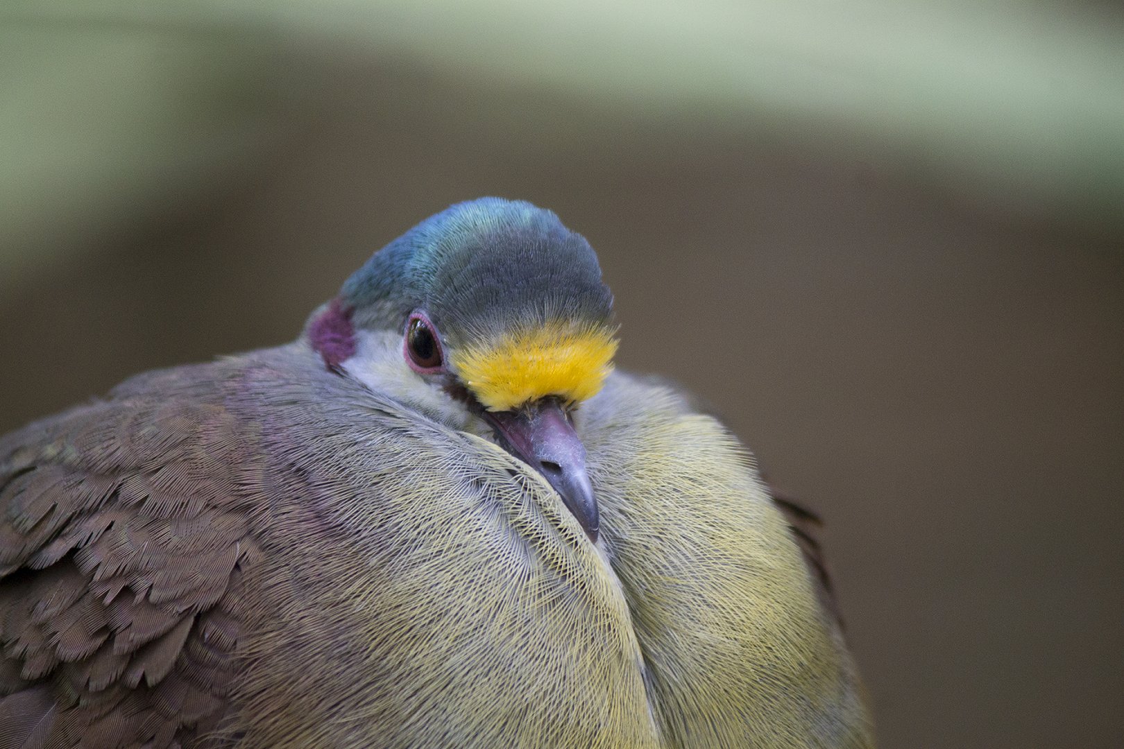 Red-necked Sulawesi ground-dove