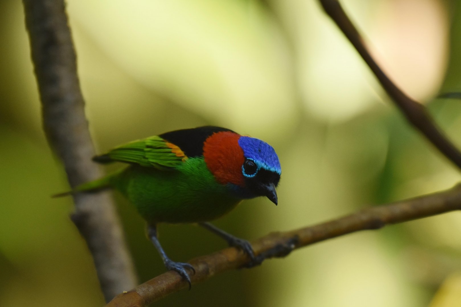Red-necked Tanager Tangara cyanocephala