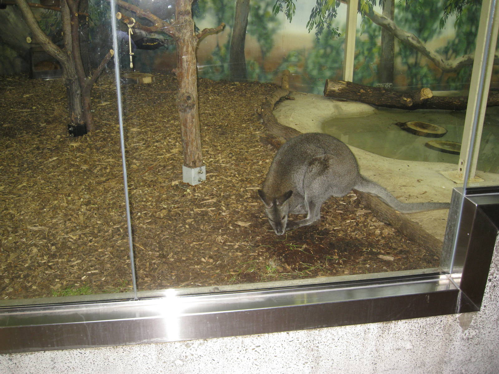 Red-Necked Wallabie