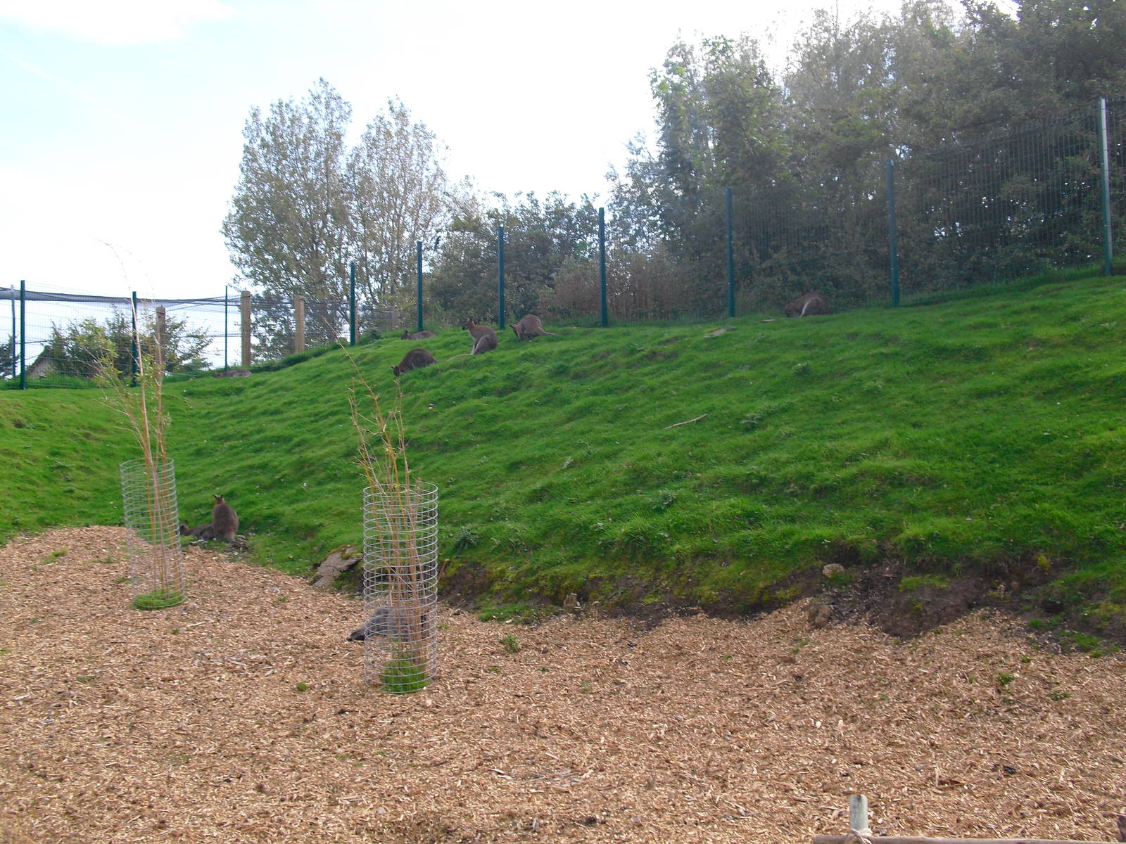 Red-necked Wallabies - 01/10/2011