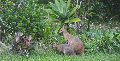 Red-necked wallabies, adult female + Joey.