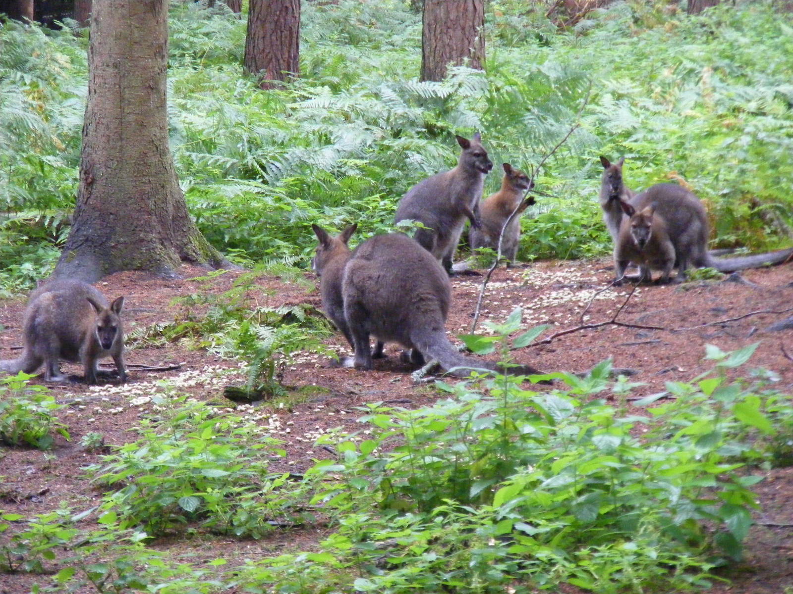 Red-necked wallabies at New Forest Wildlife Park, 21 August 2010