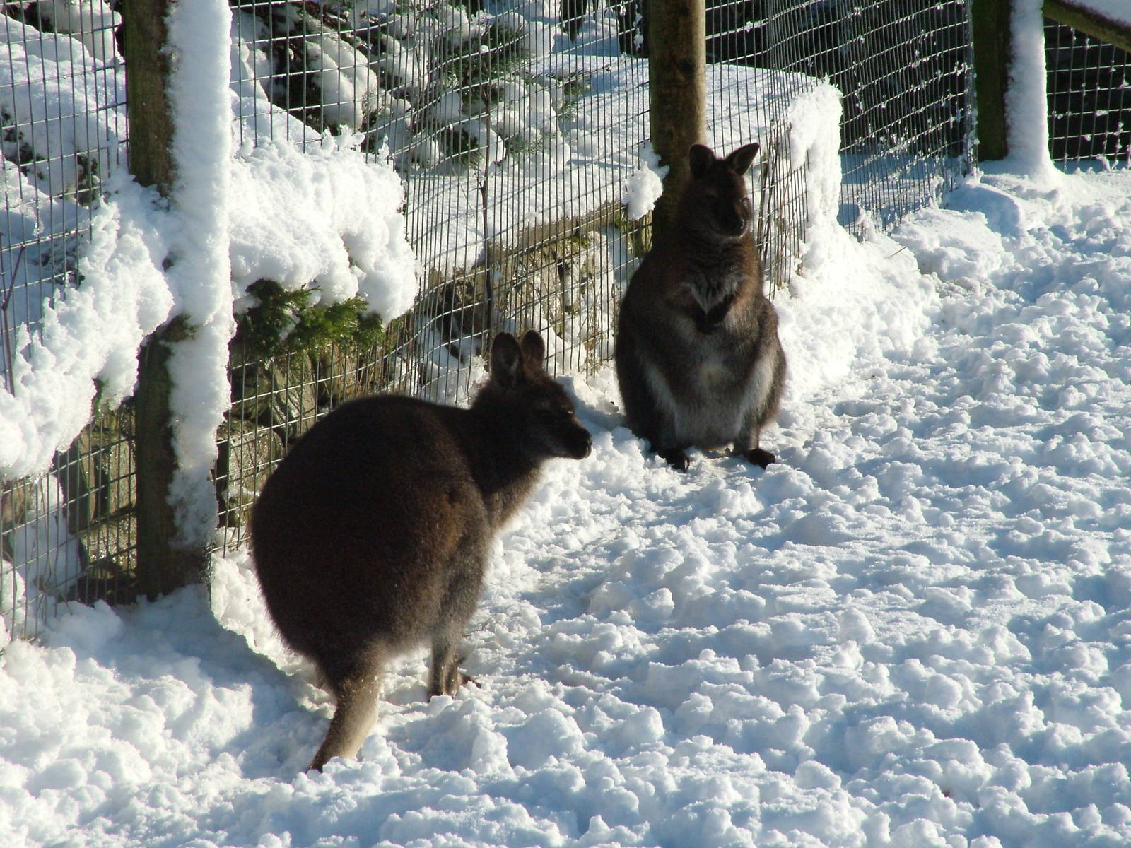 Red-necked Wallabies, Blackbrook in the Snow, 03/01/10