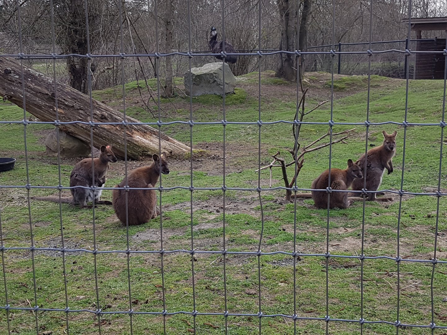 Red-Necked Wallabies & Curly (Emu)
