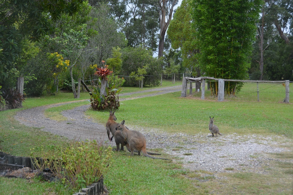 Red-necked wallabies in front garden