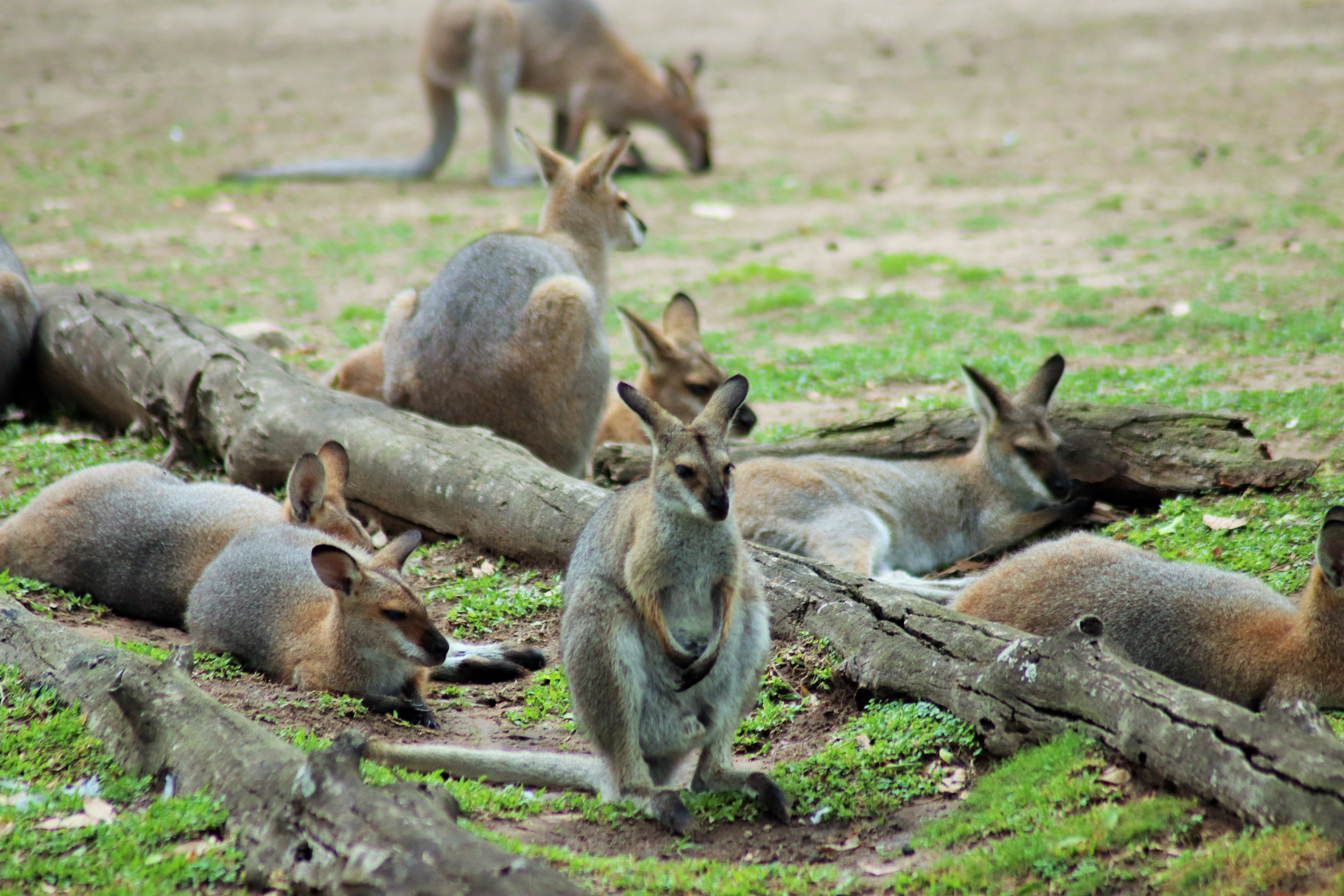 Red-necked Wallabies (Macropus rufogriseus banksianus)