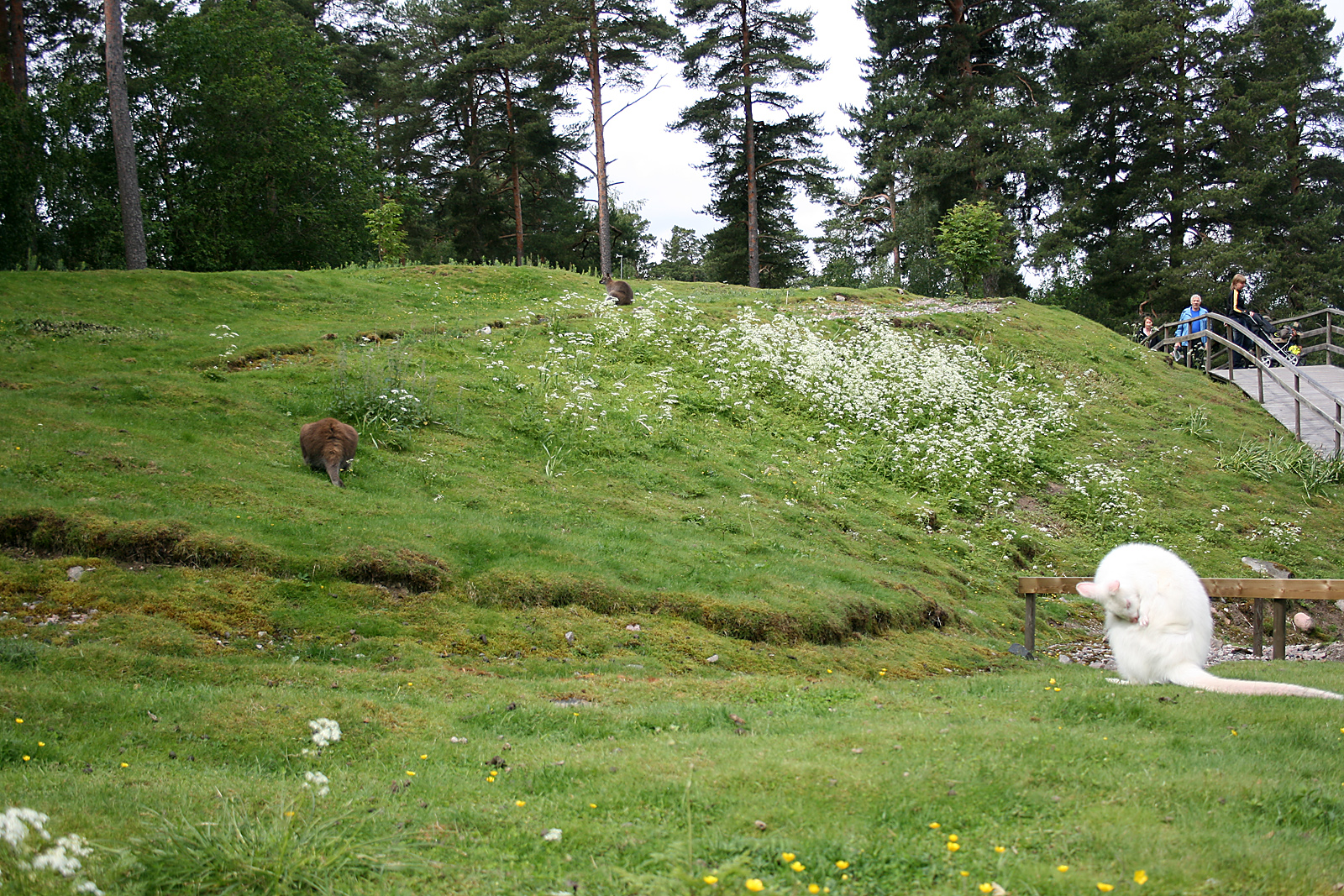 Red-necked wallabies (Macropus rufogriseus)