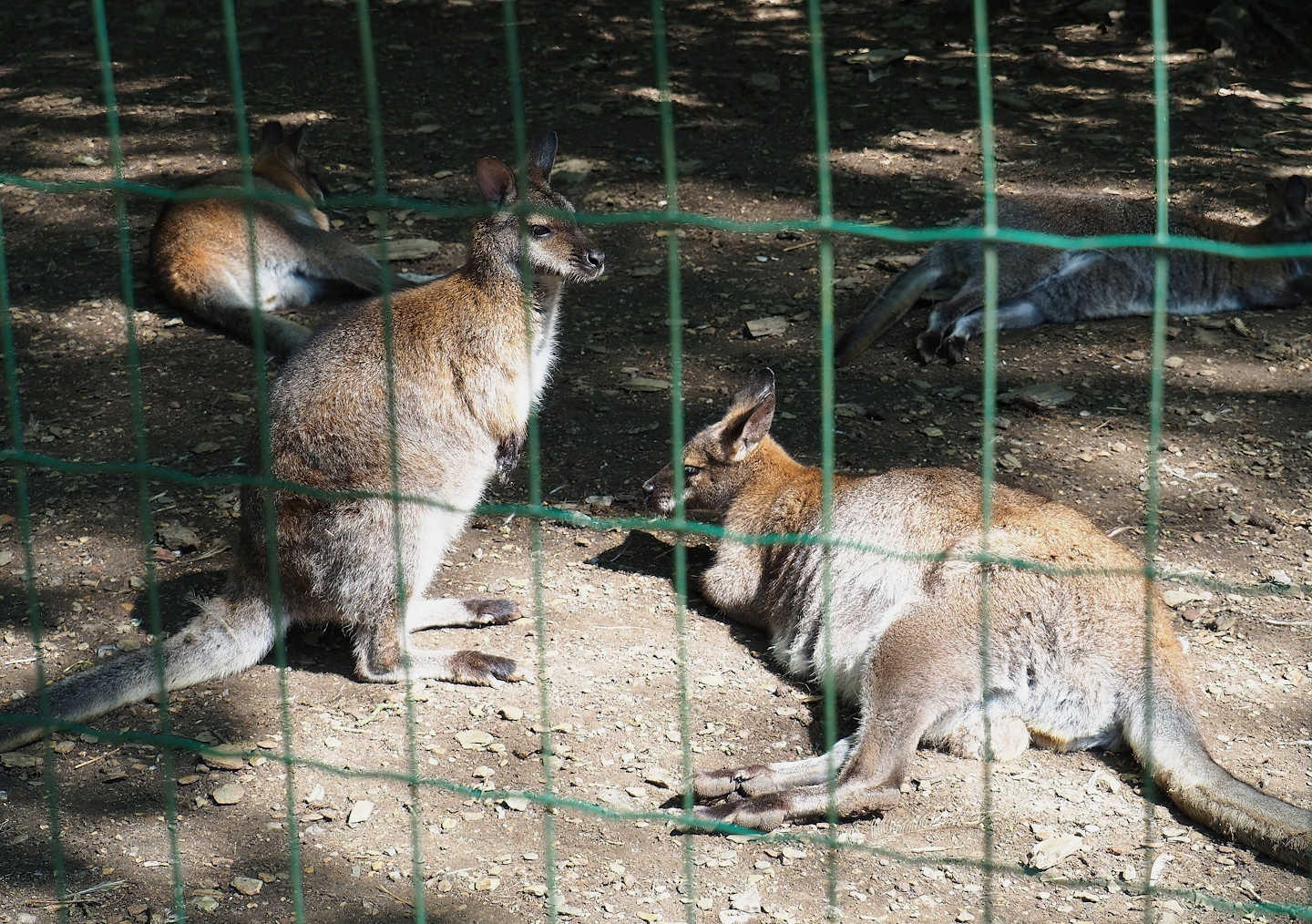 Red-necked wallabies (Notamacropus rufogriseus), 2023-06-24