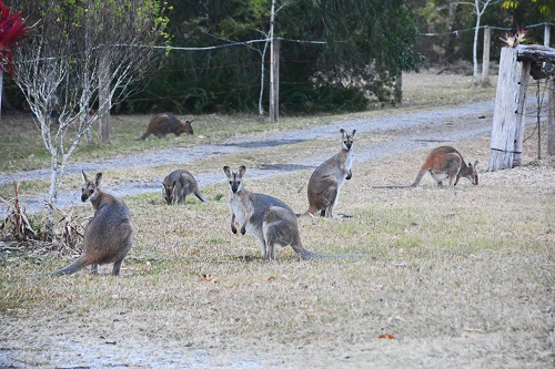 Red-necked wallabies on front lawn.