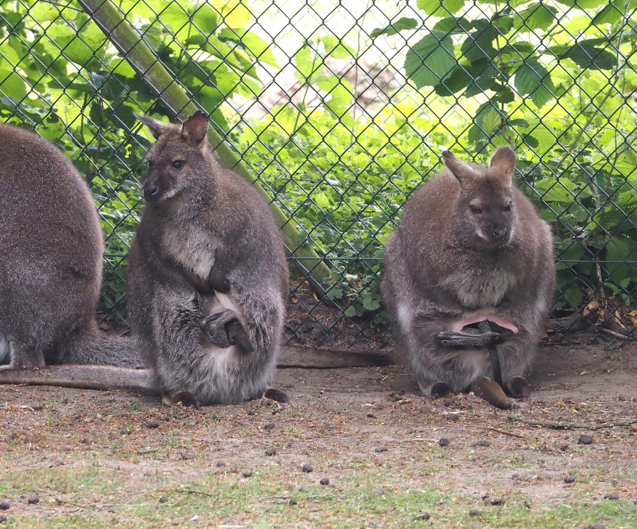 Red-necked wallabies with joeys (Notamacropus rufogriseus), 2025-05-22