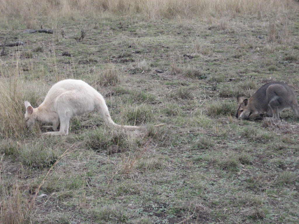 Red-necked Wallabies