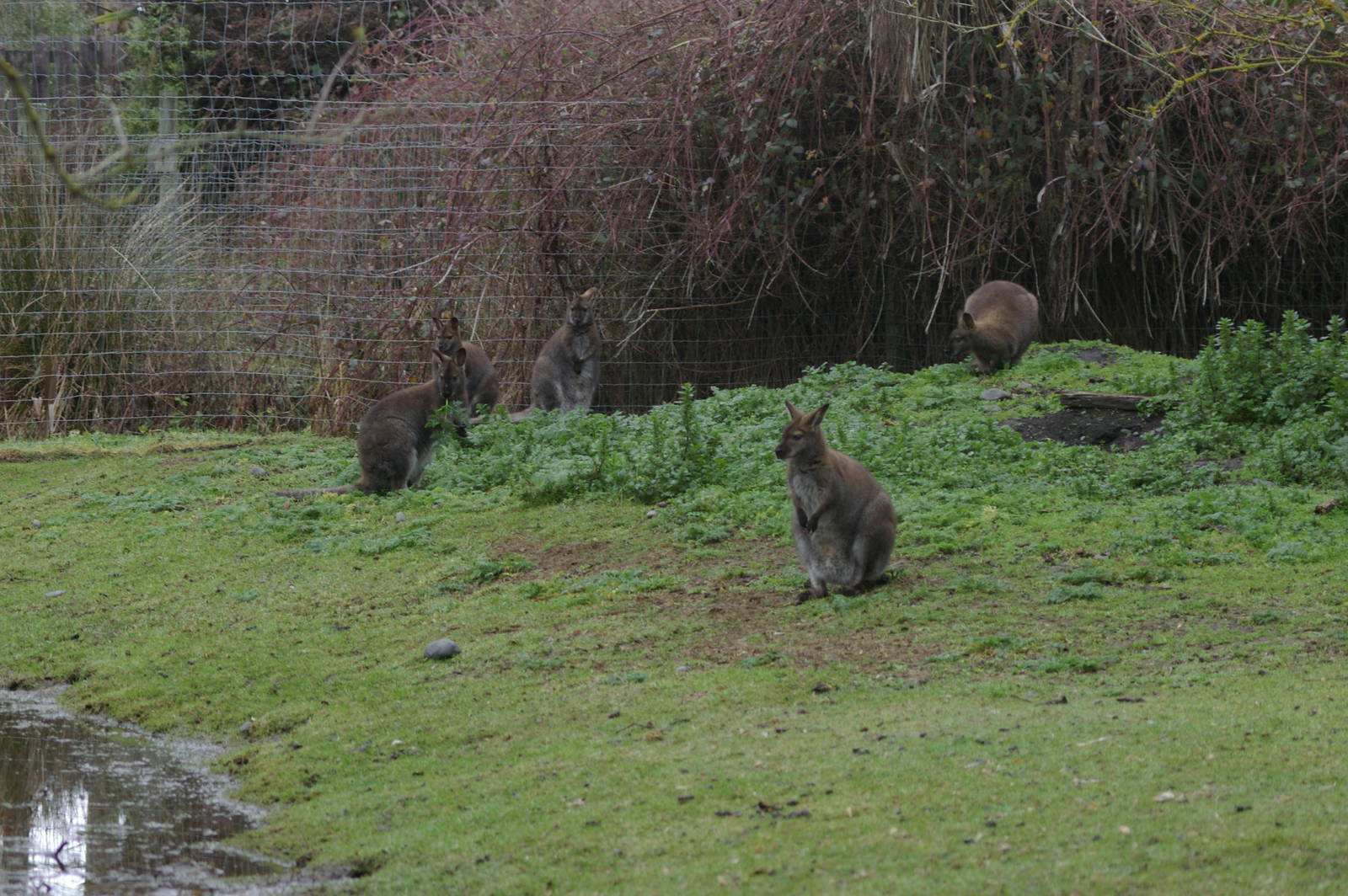 Red-necked Wallabies