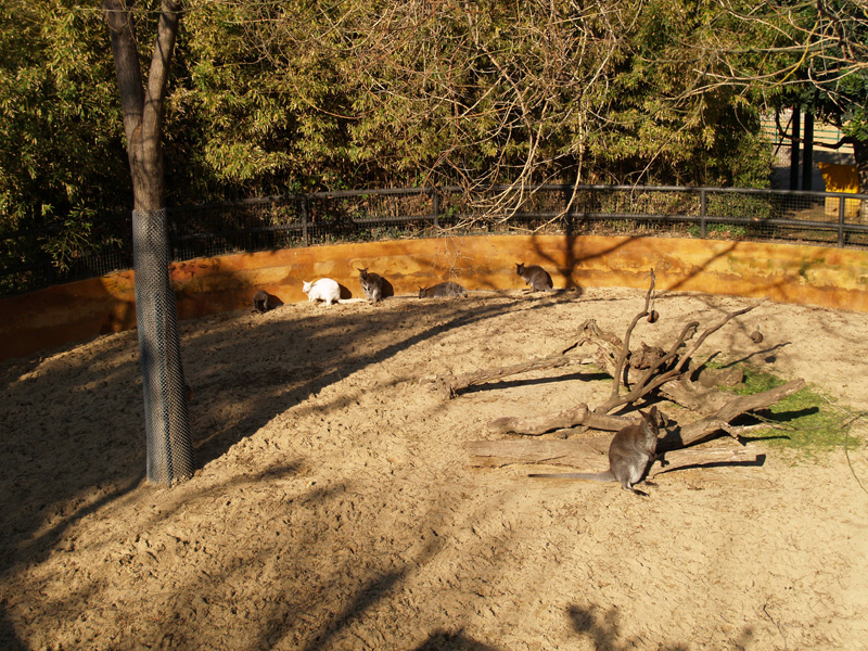 Red-necked wallabies