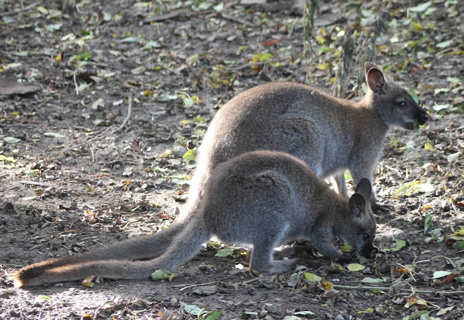 Red-necked wallabies