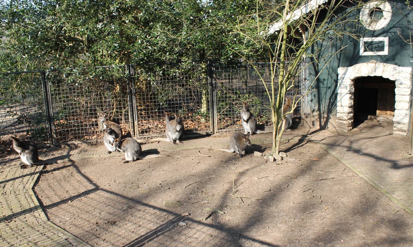 Red-necked wallabies