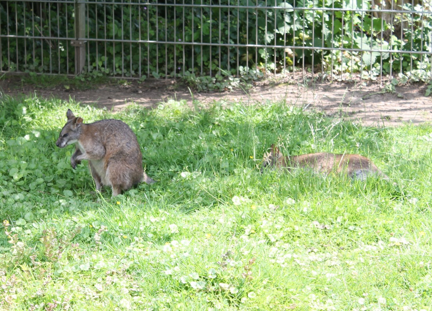Red-necked wallabies