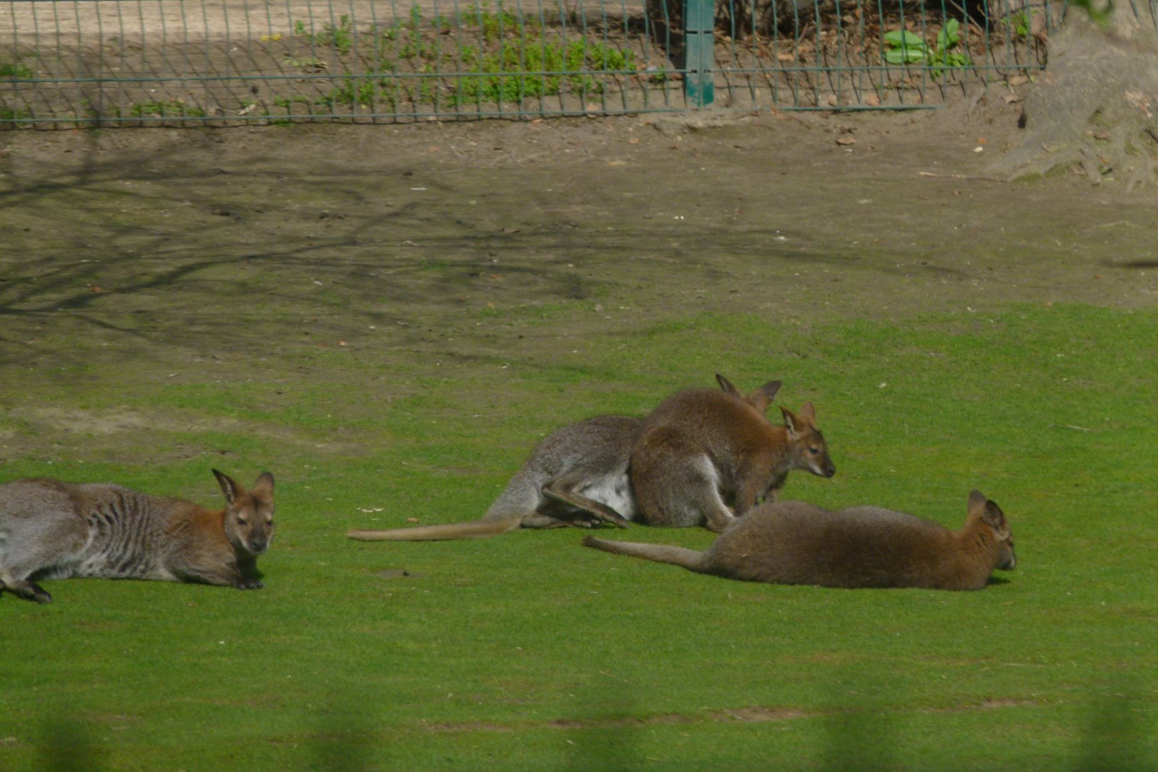 Red-necked Wallabies