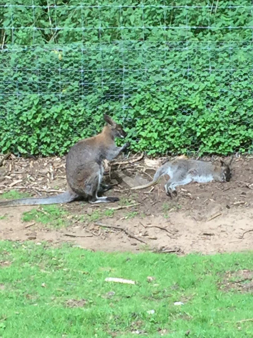 Red-Necked Wallabies
