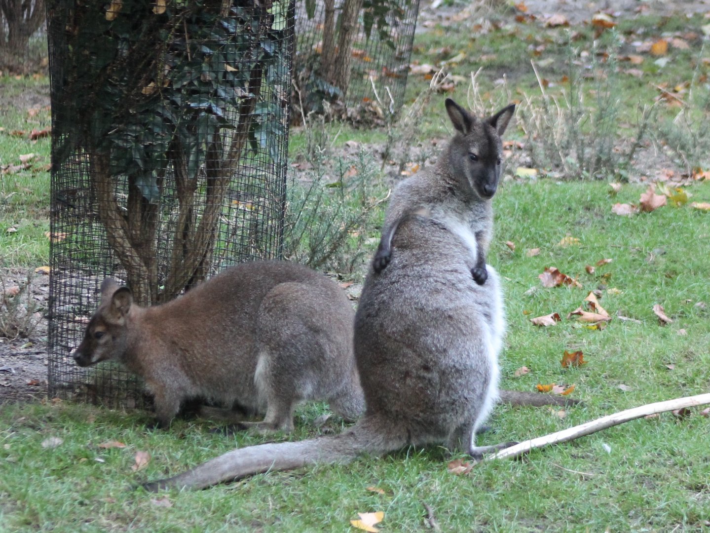 Red-necked wallabies