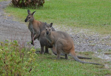 Red-necked wallabies