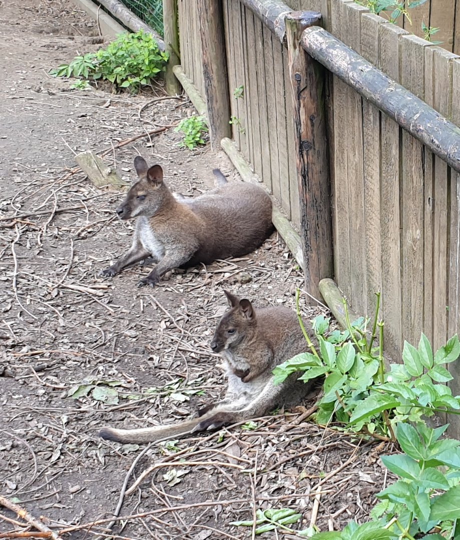 Red-necked wallabies
