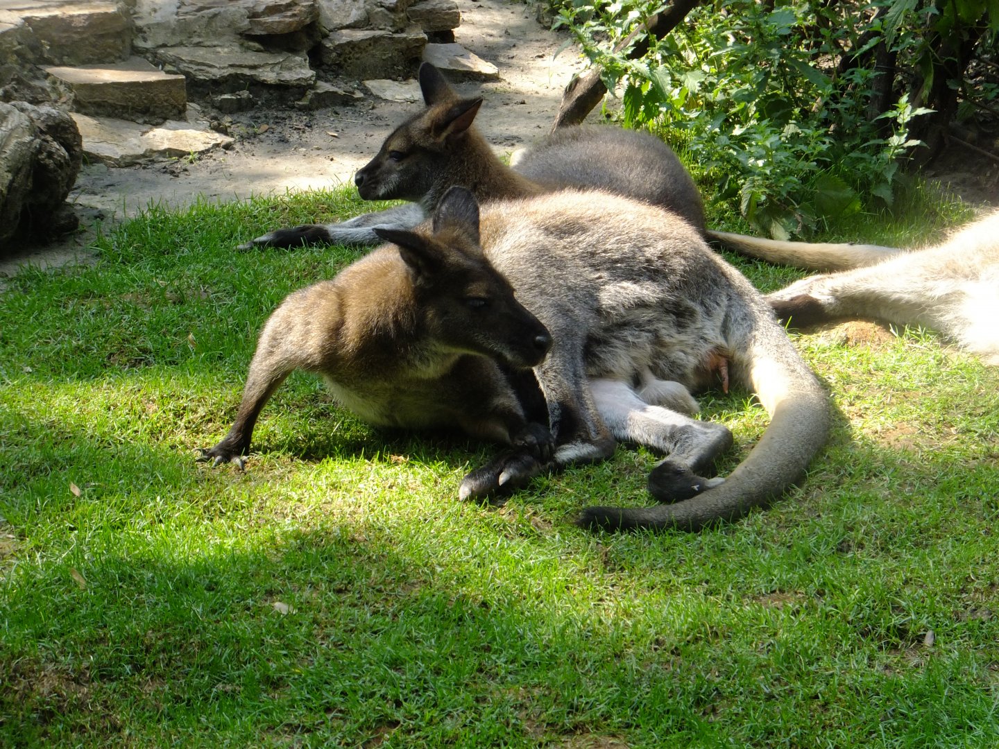 Red-necked wallabies